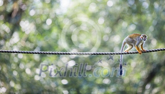 Common Squirrel Monkey (Saimiri sciureus; shallow DOF) Common Squirrel Monkey (Saimiri sciureus; shallow DOF)
