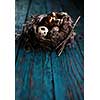 Quail eggs in the nest on a wooden board