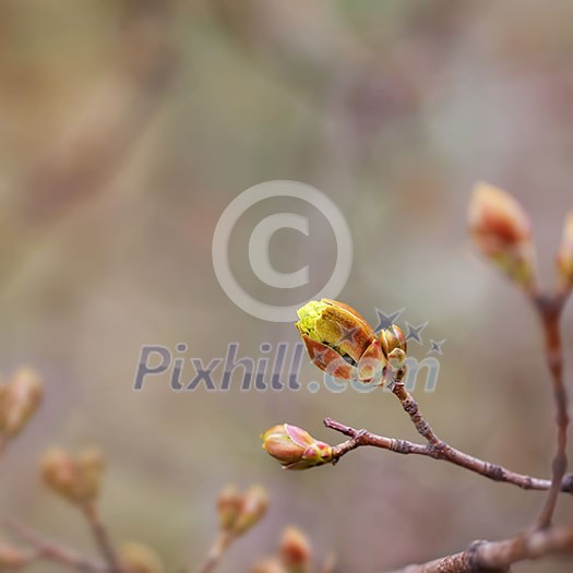 Maple tree spring bud going into bloom. Maple tree spring bud going into bloom.
