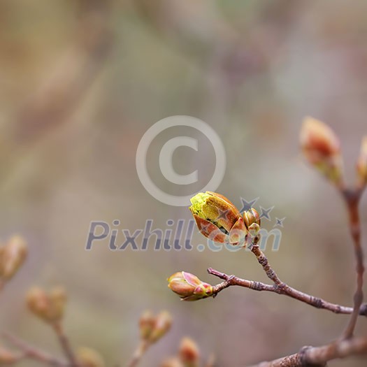 Maple tree spring bud going into bloom.