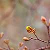 Maple tree spring bud going into bloom.