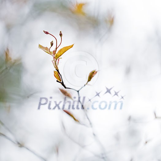 Bush Buds against a wintery background. Bush Buds against a wintery background.