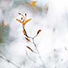 Bush Buds against a wintery background.