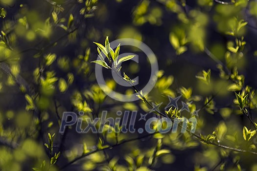 Forest leaves are blooming all over the place. Forest leaves are blooming all over the place.