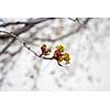 Maple buds opening up during spring time.