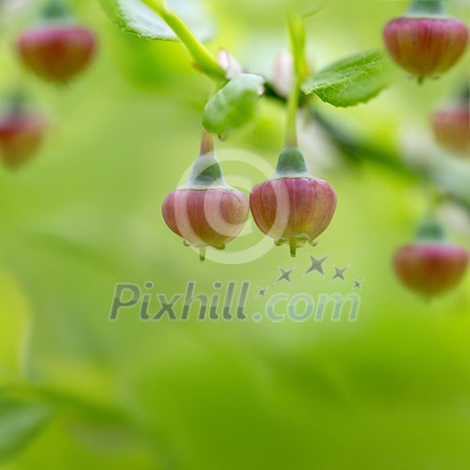 European blueberry flower during springseason with space for text.