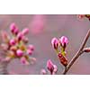 Cherry buds starting to bloom and open up during springtime in the garden.