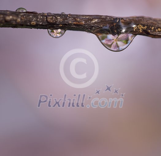 Cherry blossom refections in waterdrops on a branch with space for text.