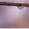 Cherry blossom refections in waterdrops on a branch with space for text.