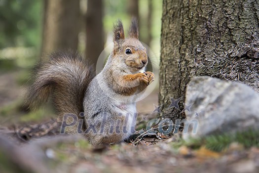 Eurasian red forest squirrel with winter fur eating peanuts in spring surroundings. Eurasian red forest squirrel with winter fur eating peanuts in spring surroundings.