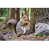 Eurasian red forest squirrel with winter fur eating peanuts in spring surroundings.