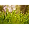 Small green buds from the lilly of the valley hidden between the leaves.