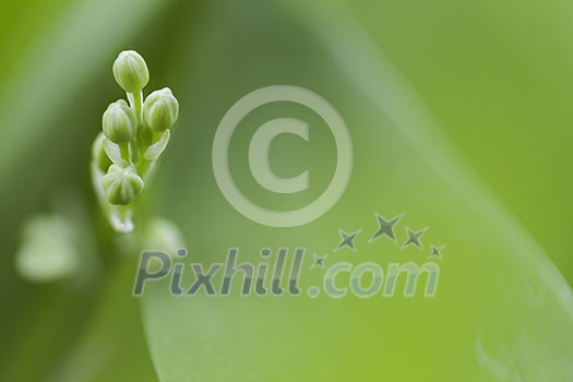 Small green buds from the lilly of the valley hidden between the leaves with space for text.