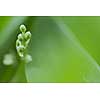 Small green buds from the lilly of the valley hidden between the leaves with space for text.