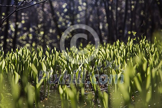 lilly of the valley field covered with young sprouts.