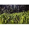 lilly of the valley field covered with young sprouts.