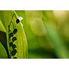 Small green buds from the lilly of the valley hidden between the leaves with space for text.