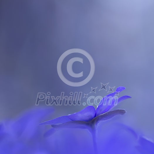 Abstract view on a anemone hepatica with space for text.