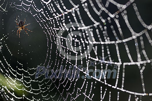 Spider in center of dew covered web.