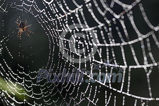 Spider in center of dew covered web. Spider in center of dew covered web.