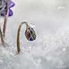 Small hepatica between ice particles