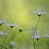 Great Stitchwort flowers in the forest growing towards the sun with space for text.
