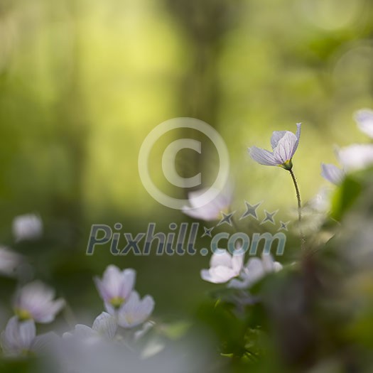 Wood sorrel flowers in the forest growing towards the sun with space for text.
