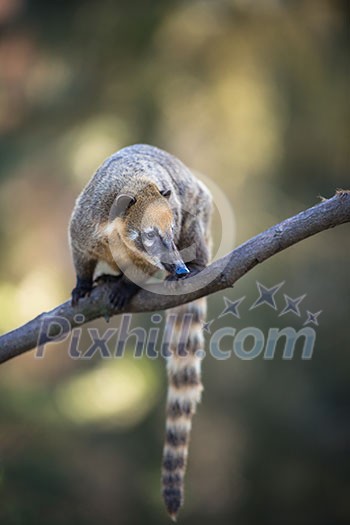 portrait of a very cute White-nosed Coati (Nasua narica) aka Pizote or Antoon. Diurnal, omnivore mammal portrait of a very cute White-nosed Coati (Nasua narica) aka Pizote or Antoon. Diurnal, omnivore mammal