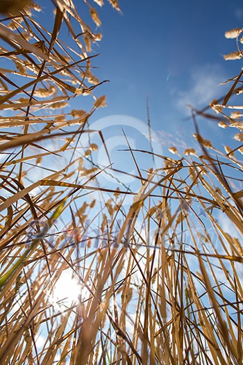 Wheat field against lovely summer blue sky with clouds Wheat field against lovely summer blue sky with clouds