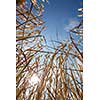 Wheat field against lovely summer blue sky with clouds