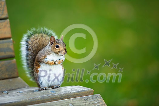 Eastern Grey Squirrel (Sciurus carolinensis) Eastern Grey Squirrel (Sciurus carolinensis)