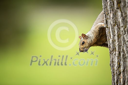 Eastern Grey Squirrel (Sciurus carolinensis) Eastern Grey Squirrel (Sciurus carolinensis)