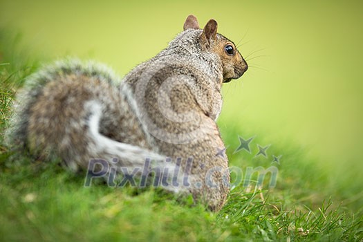 Eastern Grey Squirrel (Sciurus carolinensis)