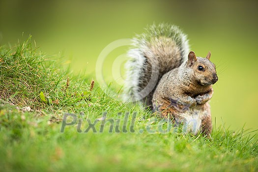 Eastern Grey Squirrel (Sciurus carolinensis) Eastern Grey Squirrel (Sciurus carolinensis)
