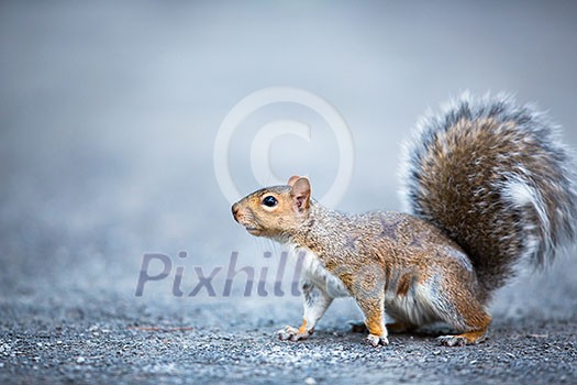 Eastern Grey Squirrel (Sciurus carolinensis) Eastern Grey Squirrel (Sciurus carolinensis)