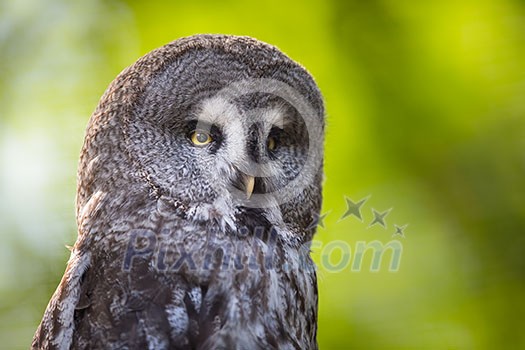 Close up of a Tawny Owl (Strix aluco) in woods