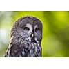 Close up of a Tawny Owl (Strix aluco) in woods