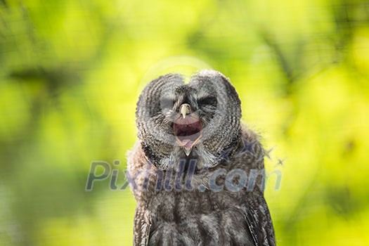 Close up of a Tawny Owl (Strix aluco) in woods