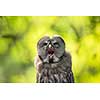 Close up of a Tawny Owl (Strix aluco) in woods