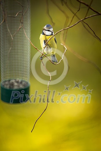 Tiny Blue tit on a feeder in a garden, hungry during winter (lat. Parus caeruleus) Tiny Blue tit on a feeder in a garden, hungry during winter (lat. Parus caeruleus)