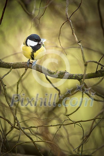Tiny Blue tit on a feeder in a garden, hungry during winter (lat. Parus caeruleus) Tiny Blue tit on a feeder in a garden, hungry during winter (lat. Parus caeruleus)