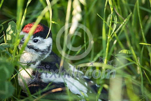 Young Great Spotted Woodpecker on the ground right after leaving the nest, looking around, pondering the question of flying Young Great Spotted Woodpecker on the ground right after leaving the nest, looking around, pondering the question of flying