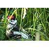 Young Great Spotted Woodpecker on the ground right after leaving the nest, looking around, pondering the question of flying