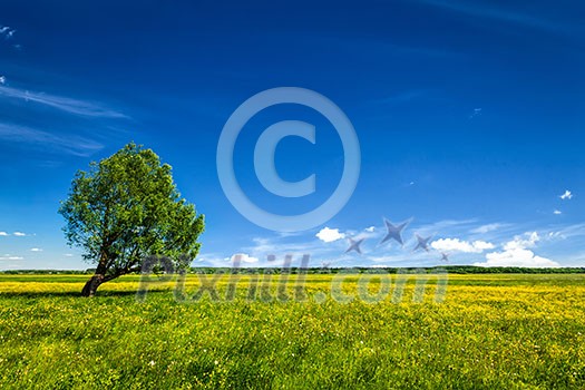 Spring summer background - blooming flowers green grass field meadow scenery lanscape under blue sky with single lonely tree