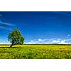 Spring summer background - blooming flowers green grass field meadow scenery lanscape under blue sky with single lonely tree