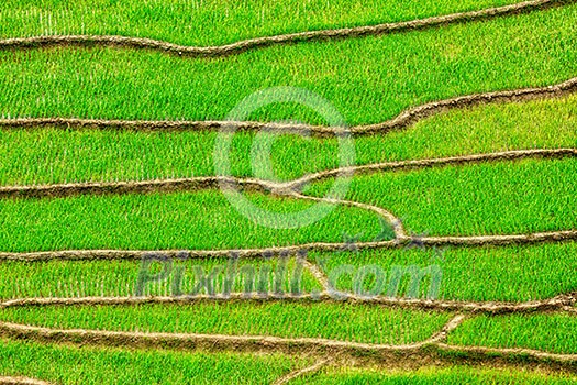 Green rice field terraces Near Sapa, Vietnam Green rice field terraces Near Sapa, Vietnam