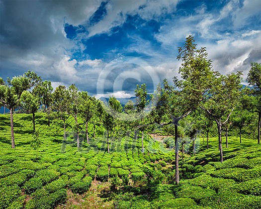 Green tea plantations in hills with dramatic sky. Munnar, Kerala, India