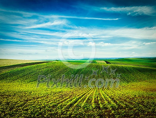 Vintage retro effect filtered hipster style image of Rolling fields of Moravia, Czech Republic