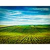 Vintage retro effect filtered hipster style image of Rolling fields of Moravia, Czech Republic
