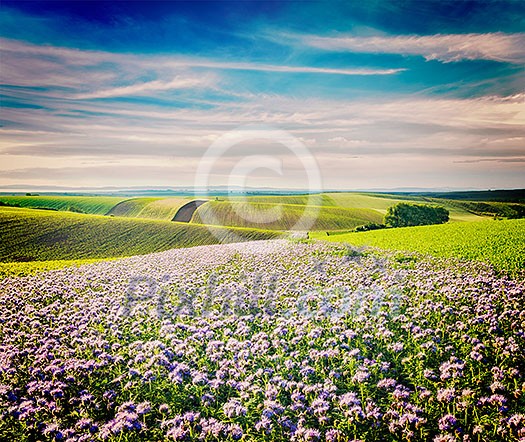 Vintage retro effect filtered hipster style image of Rolling fields of Moravia, Czech Republic with purple flowers